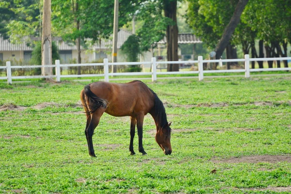 Paard eet gras op de boerderij — Stockfoto