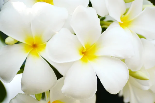 Bílé plumeria na stromě. — Stock fotografie