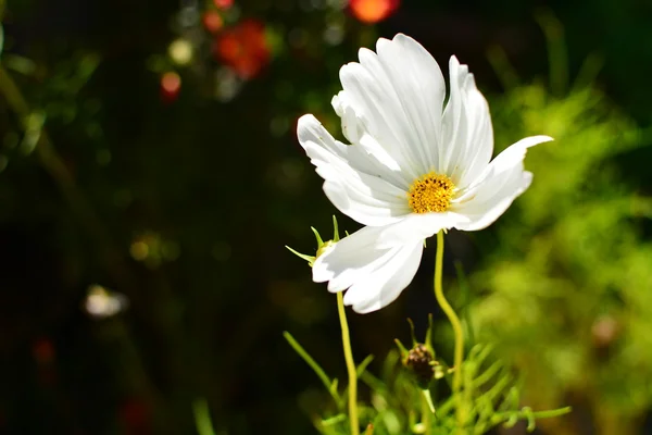 White flower in my garden.