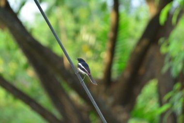 Kuş benim bahçede.