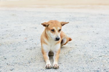 Köpek Thailand.Thai Ridgeback köpek ırkları. 