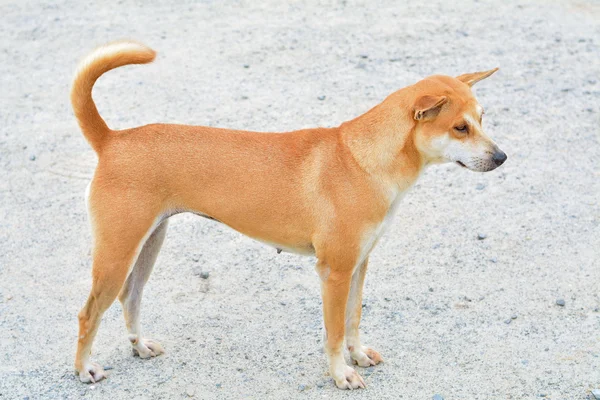 Raças de cães Thailand.Thai Ridgeback Dog . — Fotografia de Stock