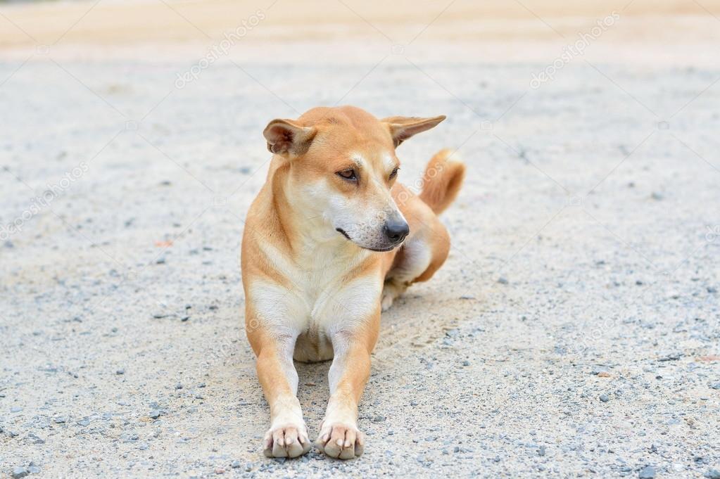 thai dog breeds