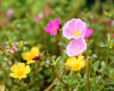 Bahar sınırı veya pembe çiçekli arkaplan.