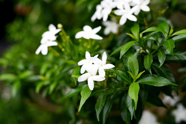 Frontera de primavera o fondo con flor blanca . —  Fotos de Stock