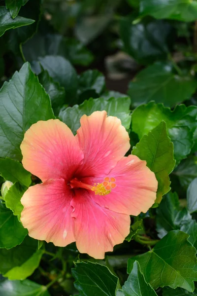 orange China Rose , hibiscus