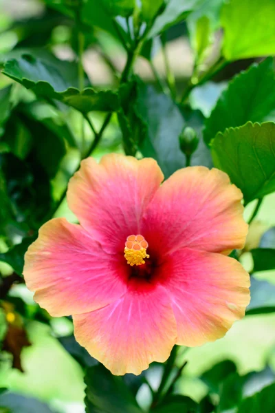Orange China Rose , hibiscus — Stock Photo, Image
