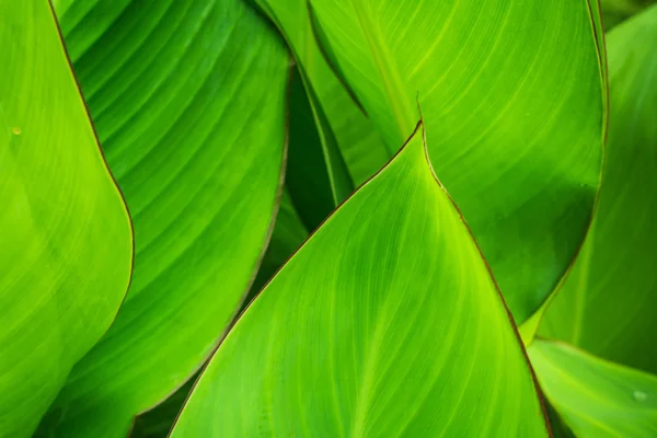 Arkaplan için soyut yeşil yaprak dokusu 