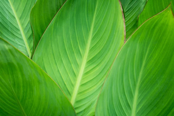 Textura de hoja verde abstracta para el fondo — Foto de Stock