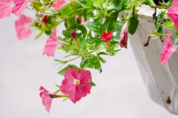 Pembe gölge çiçekler koyu tonu arka planlar.