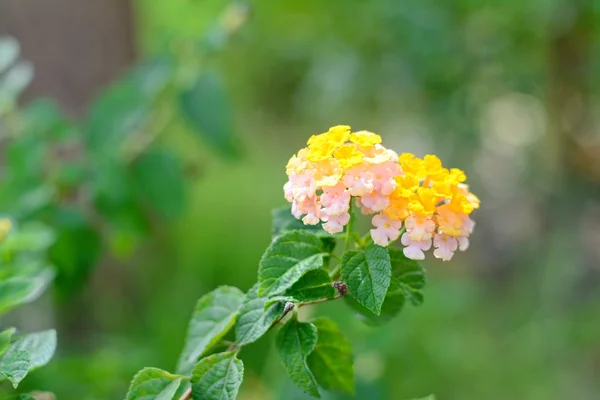 Hermosas flores de lantana camara  . —  Fotos de Stock