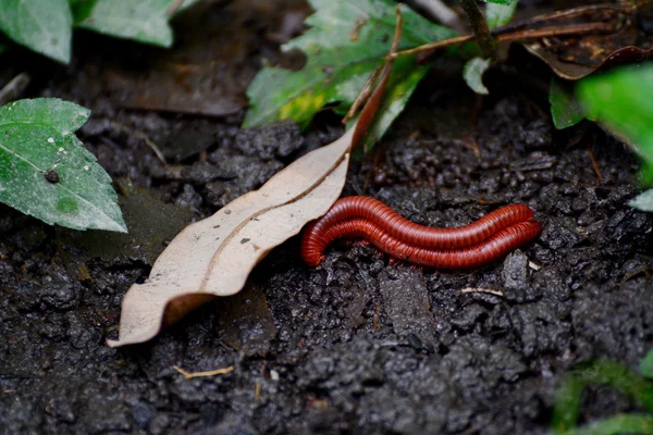 El Milpiés de Fuego Afgano (pres. Aphistogoniulus Corallipes) en la selva tropical del Parque Nacional Masoala en Madagascar — Foto de Stock