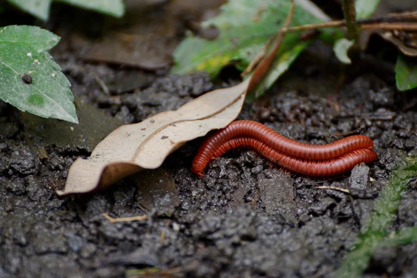 El Milpiés de Fuego Afgano (pres. Aphistogoniulus Corallipes) en la selva tropical del Parque Nacional Masoala en Madagascar — Foto de Stock