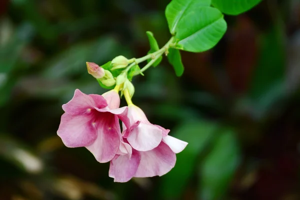 Benim bahçede Pembe çiçek.