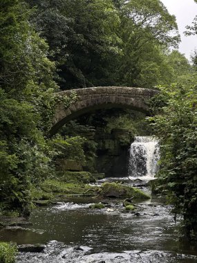 Doğanın arka planında güzel bir şelale