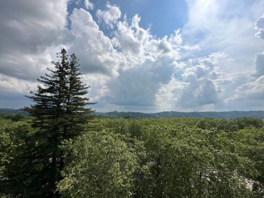 Ağacı ve dağı olan güzel bir manzara.