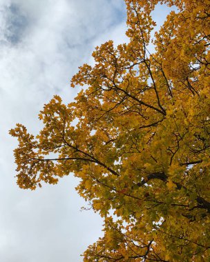 Sonbahar manzarası. Gökyüzüne karşı renkli ağaçlar.