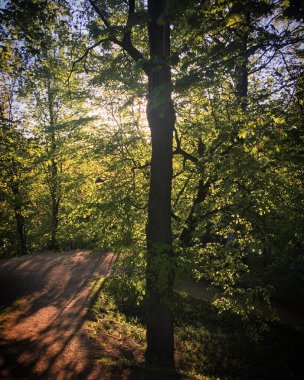 Güneşli bir günde güzel bir orman. yaz.