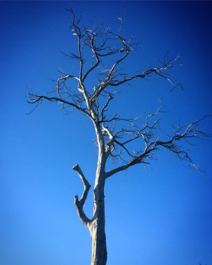 Ağaç dalları, bitki örtüsü ve doğa