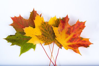 Arragned sonbahar akçaağaç yaprakları