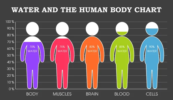 L'eau et le corps humain infographie — Image vectorielle