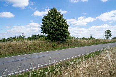Kırsalda çimenler ve ağaçlar arasındaki yol