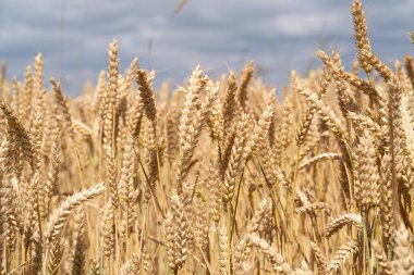 Tarım arazisinde olgunlaşmış buğday