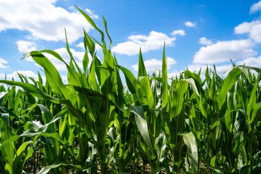 güneşli bir mısır tarlası
