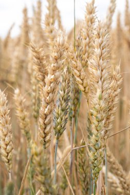 Buğday tarım arazileri yaz aylarında