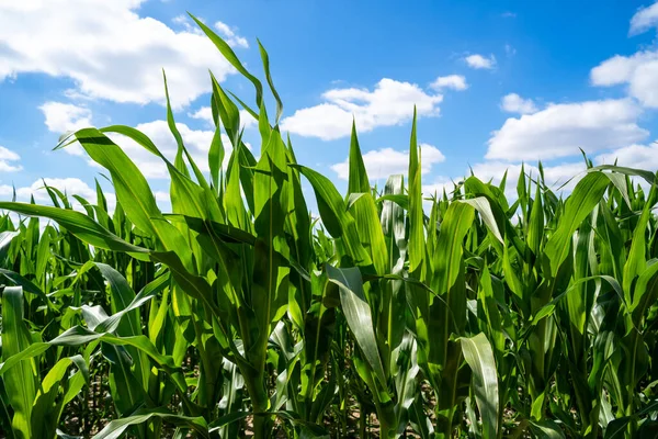 güneşli bir mısır tarlası