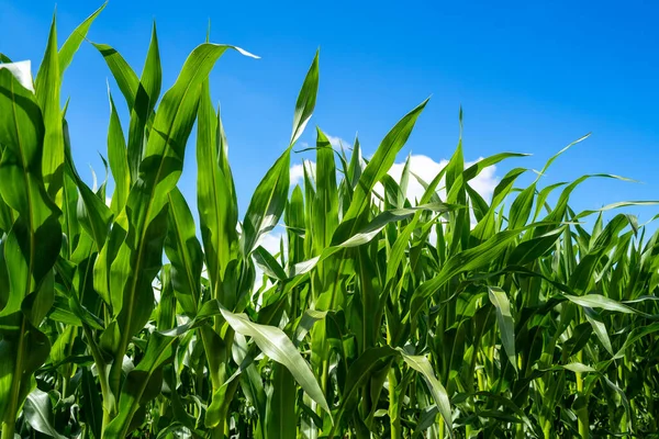 Yazın mısır bitkisi olan tarlalar
