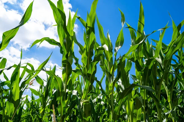 Cornfield with sunny sky in summer