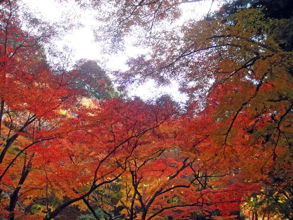 Korankei w Aichi, Japonia — Zdjęcie stockowe