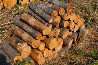 Günlük görüntüsünü