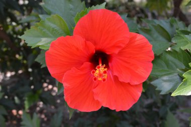 Hibiscus tropikal Adası