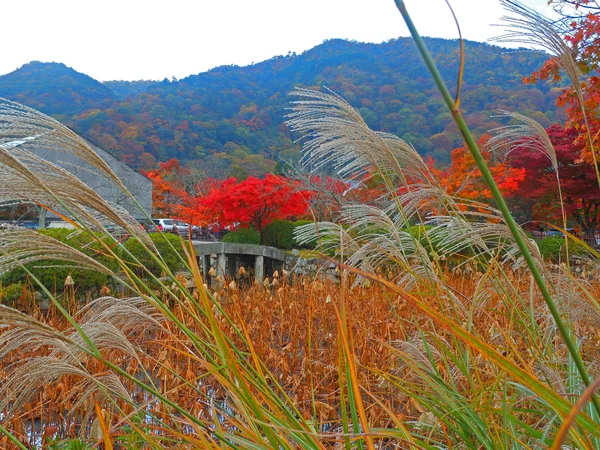 Folhas vermelhas em Kyoto — Fotografia de Stock
