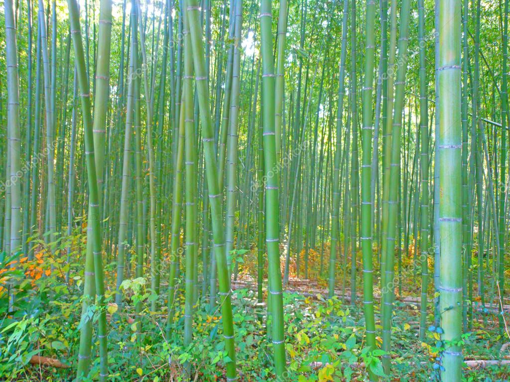 Bamboo Thicket in Kyoto — Stock Photo © flamiaki8 90685696