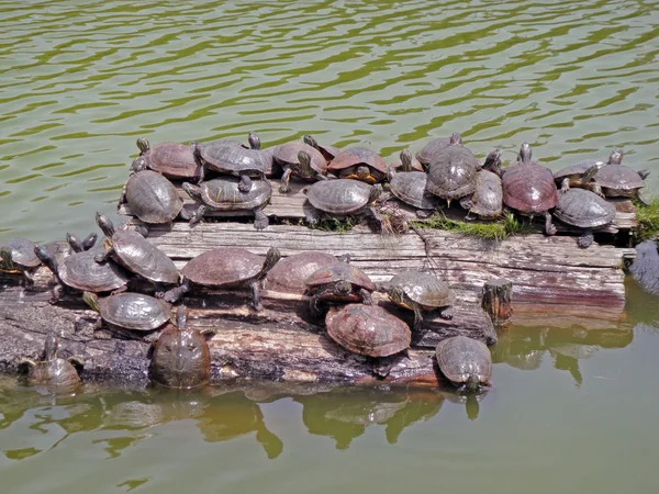 Черепахи на дереве — стоковое фото