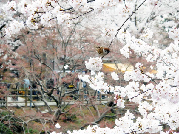 桜まつり — ストック写真
