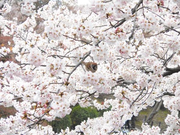 Cherry Blossoms festival — Stock Photo, Image