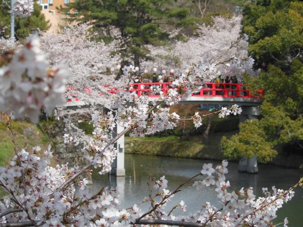 Hanami, a tradição do Japão — Fotografia de Stock