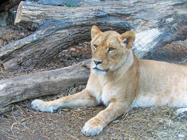 The image of Lion — Stok fotoğraf