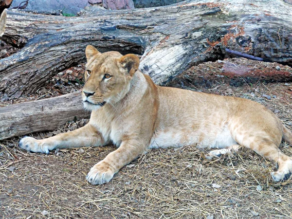 The image of Lion — Zdjęcie stockowe