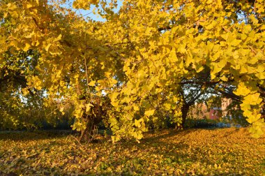 Baldırıkara otu ağacı Japonya'da