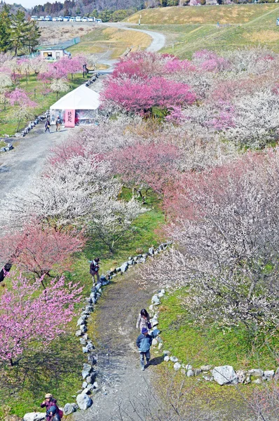 三重県の梅の花 — ストック写真