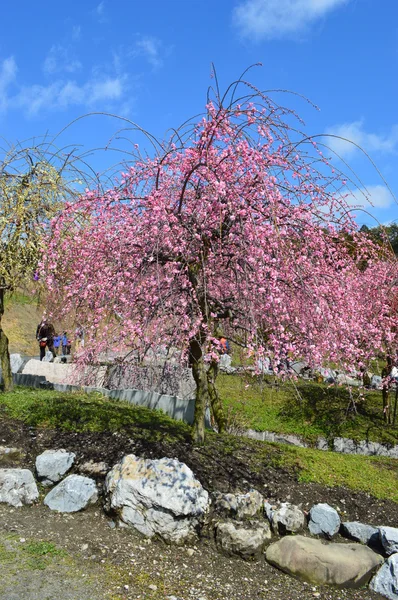 三重県の梅の花 — ストック写真