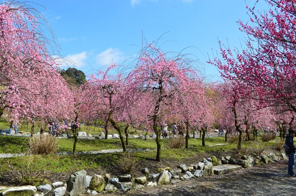 三重県の梅の花 — ストック写真