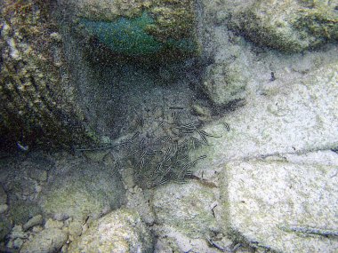 Boracay Adası Filipinler