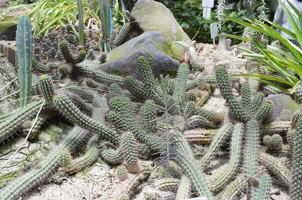 La imagen de Cactus —  Fotos de Stock