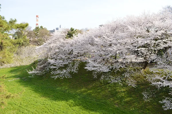 Flores de cereja no parque — Fotografia de Stock